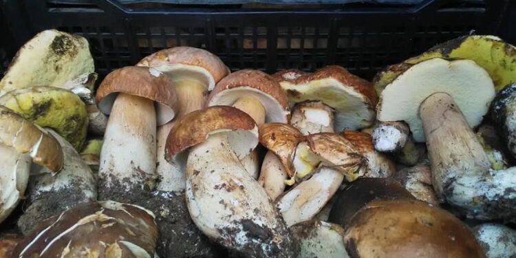 A Camigliatello oltre mezzo secolo di emozioni/ Ritorna la prestigiosa  sagra del fungo nel borgo di montagna