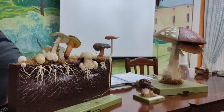 Corso di micologia con rilascio dell’attestato per la tessera professionale di raccolta e commercializzazione dei funghi epigei