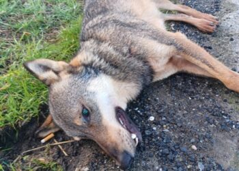 Lupa morta nei pressi di Lamezia Terme/Allertate le autorità
