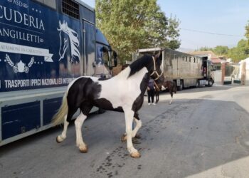 Passione e amore per i cavalli, le scuderie Angilletti fiore all’occhiello calabrese