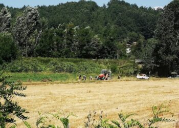 Coldiretti, vaccini over 50: obbligo nei campi mette a rischio raccolti e produzioni agricole