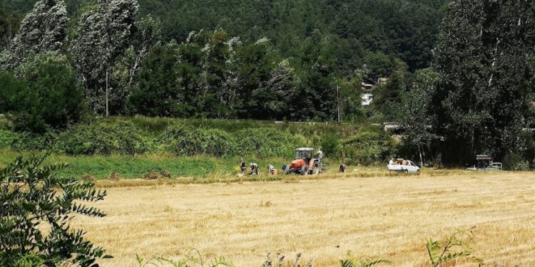Coldiretti, vaccini over 50: obbligo nei campi mette a rischio raccolti e produzioni agricole