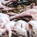 Peste Suina, Coldiretti Calabria e Regione: scongiurare il pericolo