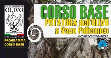 La potatura dell’olivo, a fine gennaio un corso a Tiriolo