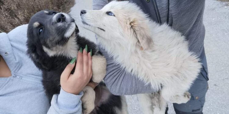 Sersale, nuovo abbandono di cani: lo denuncia l’Associazione Balzoo Amici di Ronzo