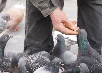 Parigi dice addio a Giuseppe Belvedere, clochard di origini calabresi