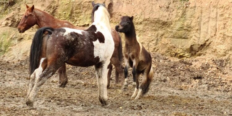 Nella scuderia Angilletti nascerà un progetto di ippoterapia per i bimbi