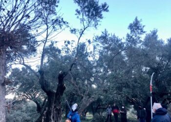 L’ulivo: tecnica e arte per dare la spinta decisiva all’economia calabrese