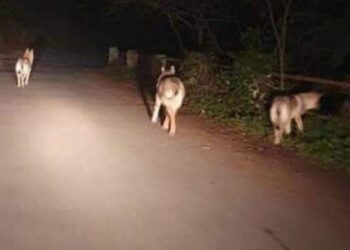 Sersale, avvistati tre lupi sulla strada per la Sila