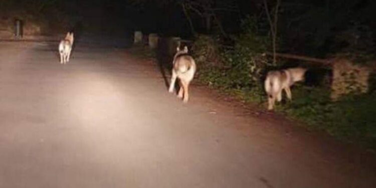 Sersale, avvistati tre lupi sulla strada per la Sila