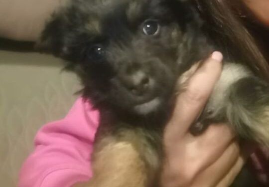 Storie di ordinaria inciviltà: uccisi cuccioli meticci a Cicala