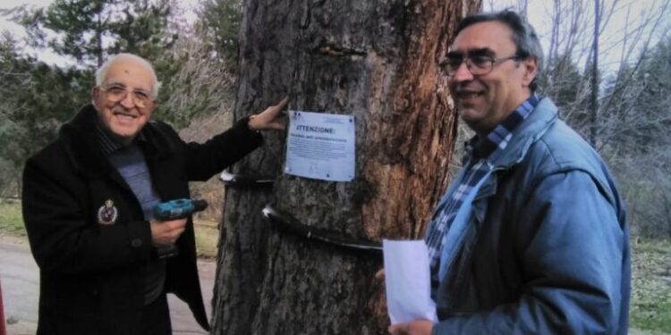 Camigliatello. Lotta alla processionaria nel residence “La Montanara”/ Bonificati sette alberi e distrutti 100 nidi