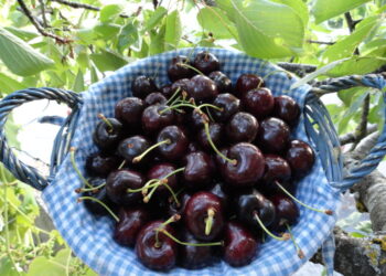 San Pietro Apostolo, la Pro Loco ripropone la gustosa “Festa della Ciliegia”