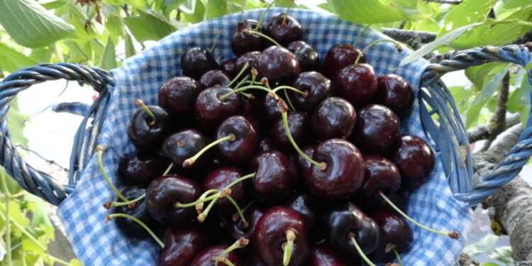 San Pietro Apostolo, la Pro Loco ripropone la gustosa “Festa della Ciliegia”