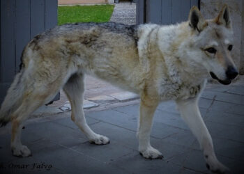 Il sogno nel cassetto dell’allevamento Lupimax: «Partecipare nella settima stagione della serie un passo dal cielo»