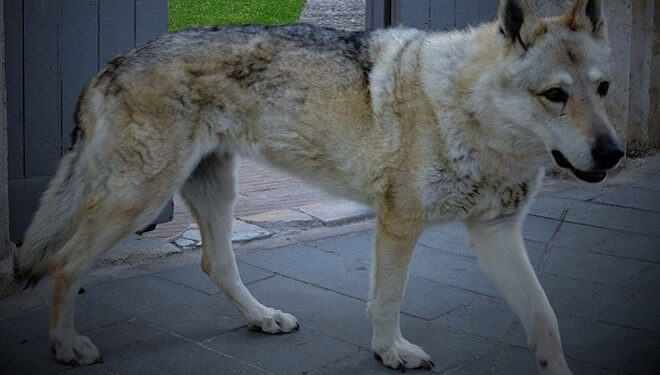 Il sogno nel cassetto dell’allevamento Lupimax: «Partecipare nella settima stagione della serie un passo dal cielo»