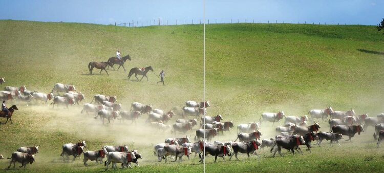 Petronà, domani la transumanza