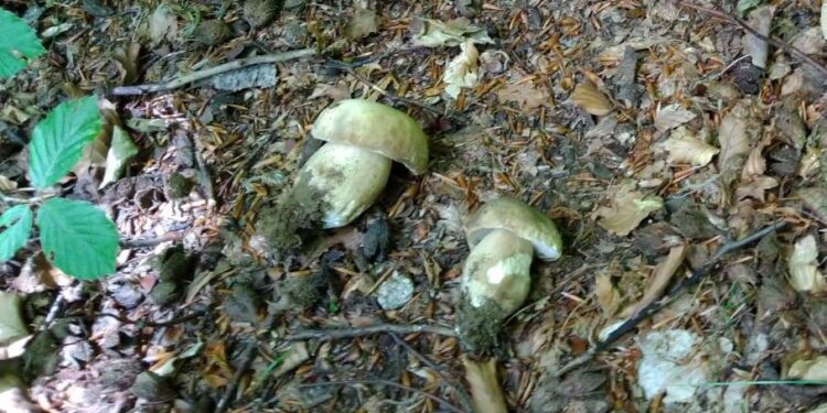 Sila piccola, spuntano i primi funghi