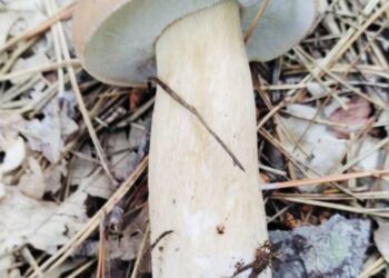 Le ricette di Piero Cantore: funghi settembrini