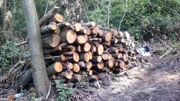 Piani di taglio di piante forestali ad uso familiare come legna da ardere