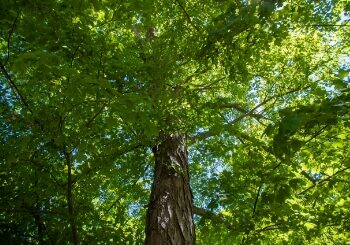 Rimedi naturali per l’ansia e lo stress