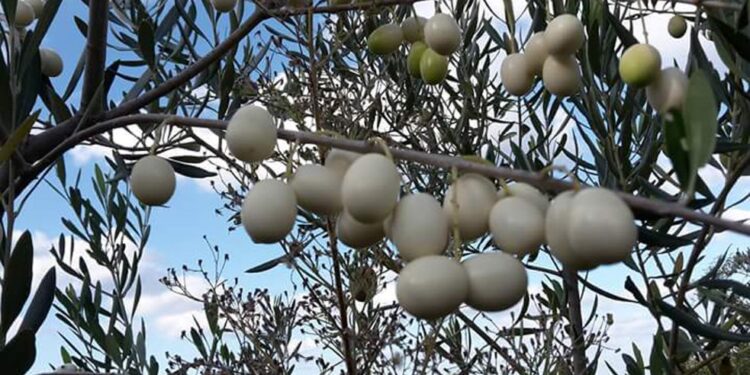 Leucolea: l’oliva bianca protetta dal Consorzio Olio di Calabria IGP