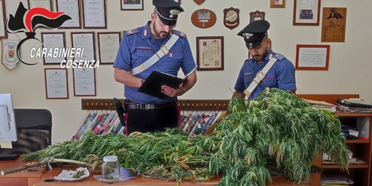 Malito, i Carabinieri arrestano giovane che realizza una piantagione di marijuana