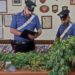 Malito, i Carabinieri arrestano giovane che realizza una piantagione di marijuana