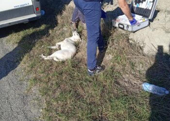 Botricello, cane investito, salvato da Servizio veterinario di Catanzaro