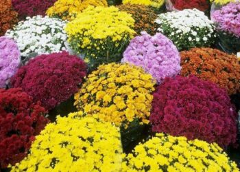 Coldiretti Calabria, Ognissanti: 2 calabresi su 3 (69%) portano fiori alle tombe dei propri cari