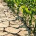 Coldiretti Calabria:la siccità ha fatto calare la produzione