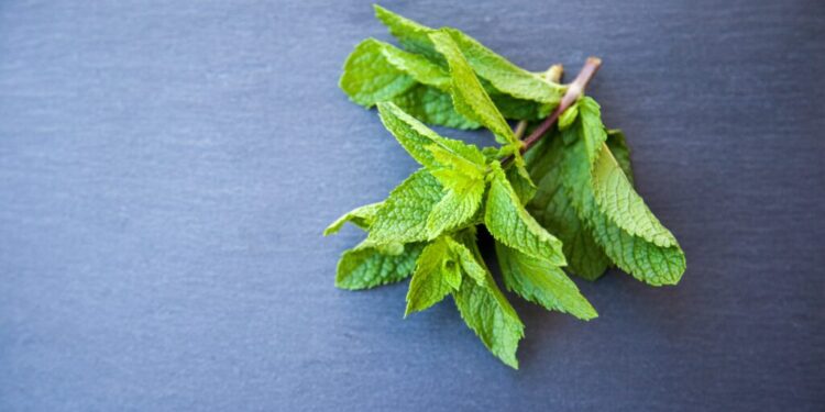 Erbe aromatiche, le preferite degli italiani: sapori più apprezzati e usi più comuni