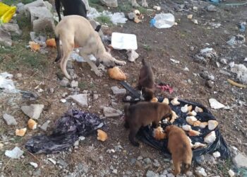 Terremoto in Siria e Turchia: emergenza anche per animali