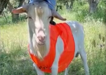 Belcastro, il tik toker Saverio Riccelli rammenta il ruolo dei Vigili del fuoco