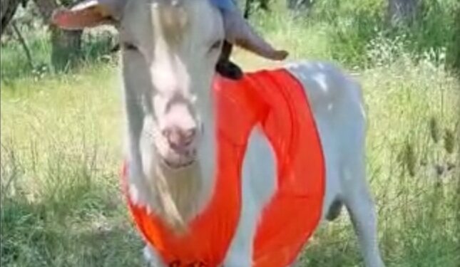 Belcastro, il tik toker Saverio Riccelli rammenta il ruolo dei Vigili del fuoco