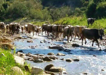 Transumanza: possibile entro 3 mesi da controlli degli animali