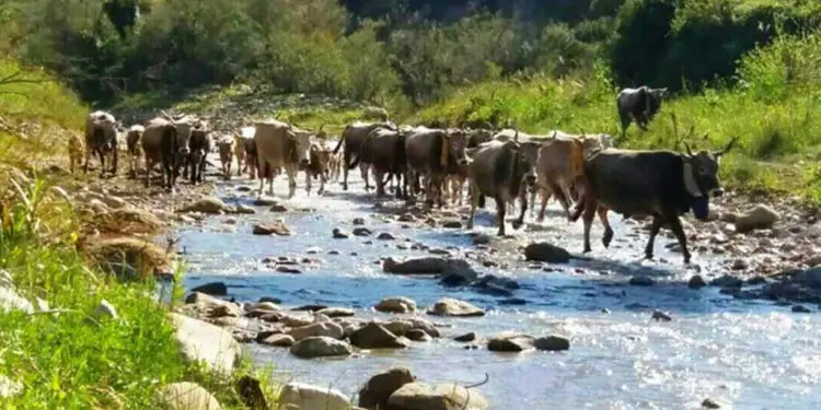 Transumanza: possibile entro 3 mesi da controlli degli animali