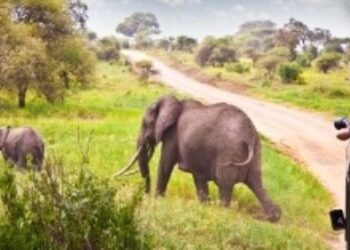 Viaggio in Africa: i safari più belli da organizzare per l’estate