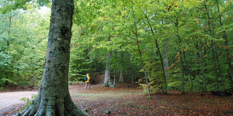 Prosegue a Platania il Festival delle Erranze e della Filoxenia