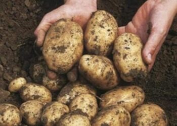 Patate della Sila fritte con i suggerimenti dello chef Piero Cantore