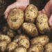 Patate della Sila fritte con i suggerimenti dello chef Piero Cantore