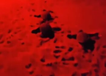 Botricello, schiusa straordinaria di tartarughe caretta caretta