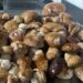Petronà, spuntano i primi funghi di settembre