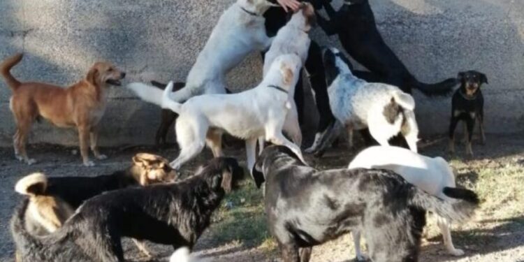 Sersale, giornata mondiale per gli animali