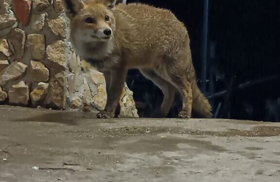 Cerva, due volpi paesane ogni sera si avvicinano alle case