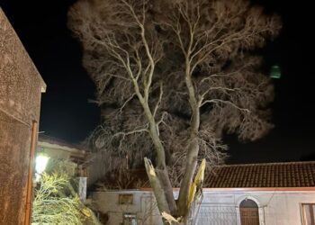 Belcastro, si spezza il “Milicuccio” albero monumentale