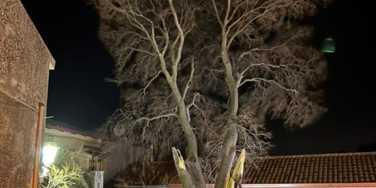 Belcastro, si spezza il “Milicuccio” albero monumentale