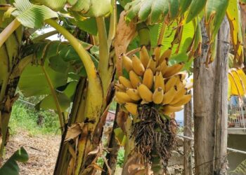 Taverna, frutta tropicale nella Presila catanzarese