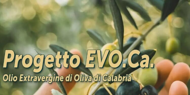 Acli Terra Calabria e il progetto EVO.CA: valorizzazione e germoplasma olivicolo calabrese