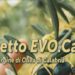 Acli Terra Calabria e il progetto EVO.CA: valorizzazione e germoplasma olivicolo calabrese